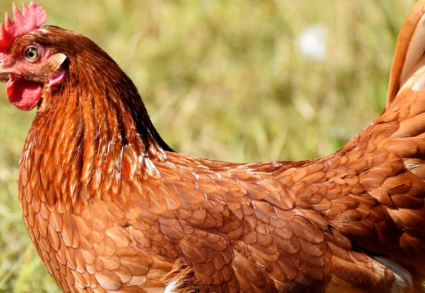 What can Chicken Eat