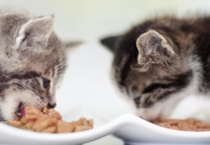 Digestibility in Animal Nutrition