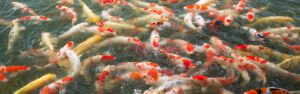 Krill hydrolysate in aquaculture feed