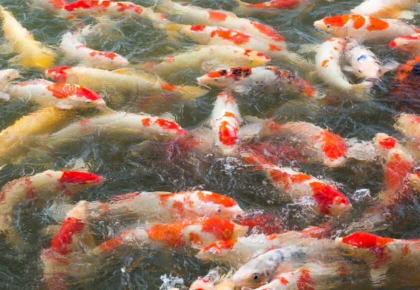 Krill hydrolysate in aquaculture feed