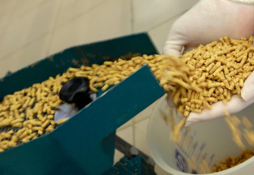 Alternative Protein Sources for Animal Feed