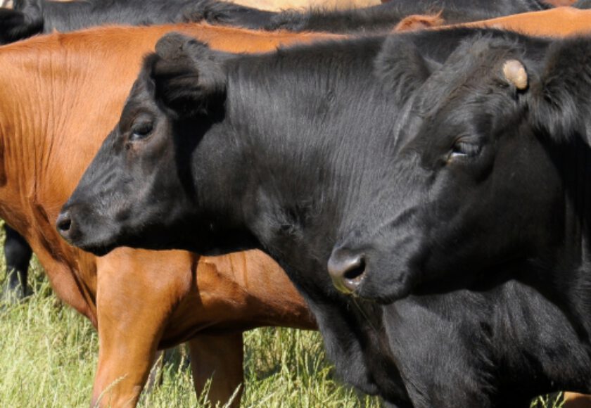 High Protein Cattle Feed