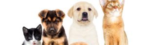 Alternatives to improve digestibility of pet food