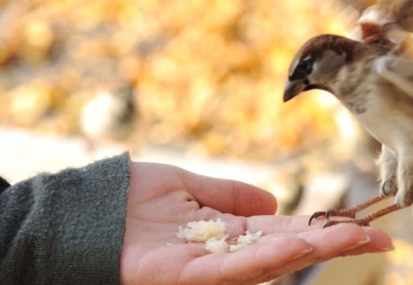 Functional feed additives