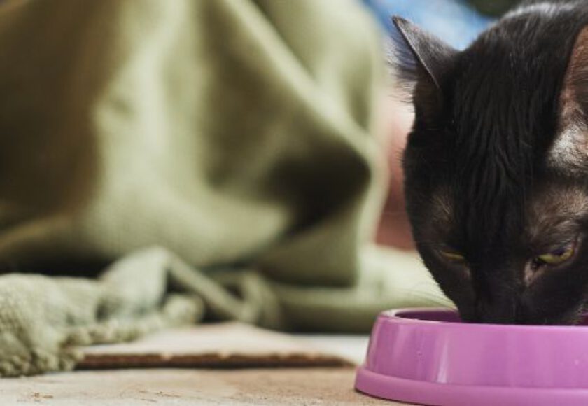 Raw Material Quality on Pet Food