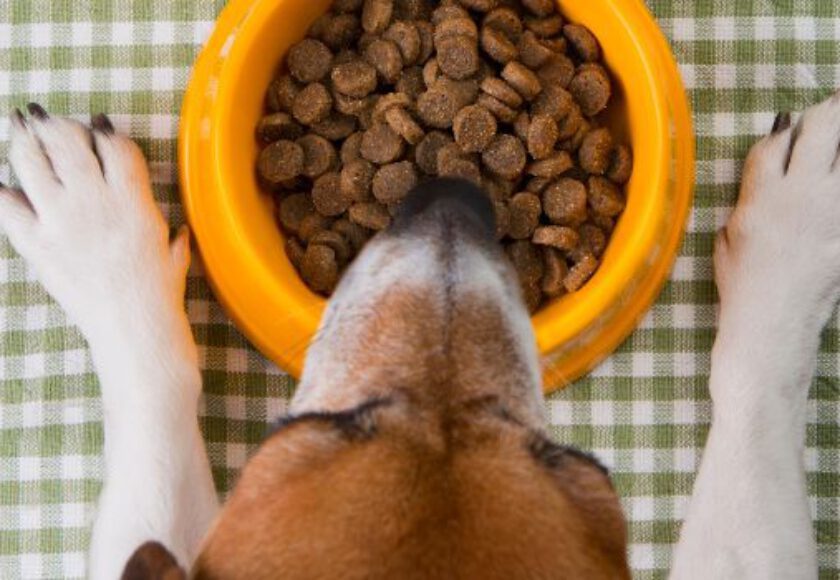 Raw Materials for Making Pet Food