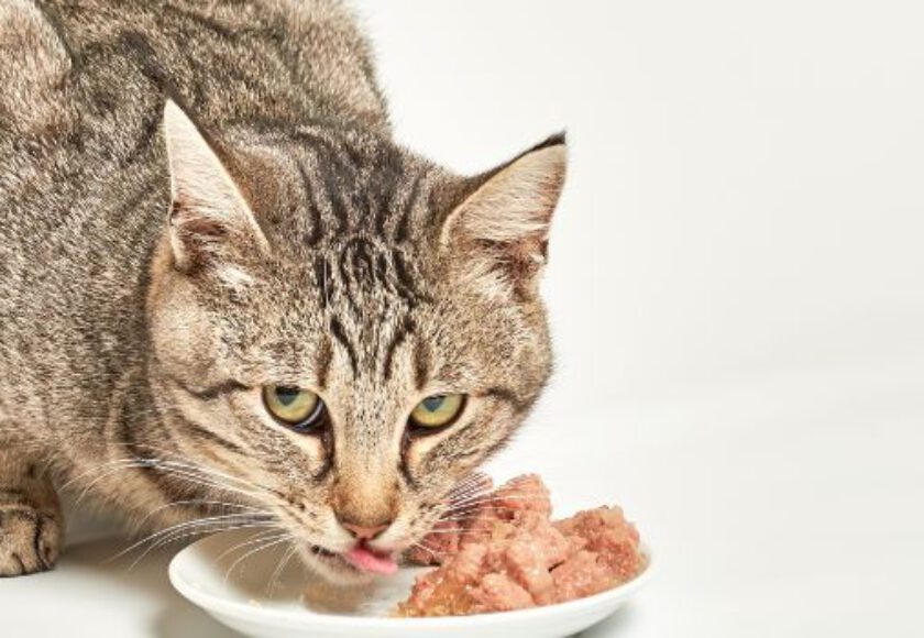 How Wet Pet Food is Made