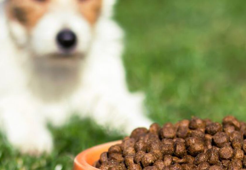 How Dry Pet Food is Made