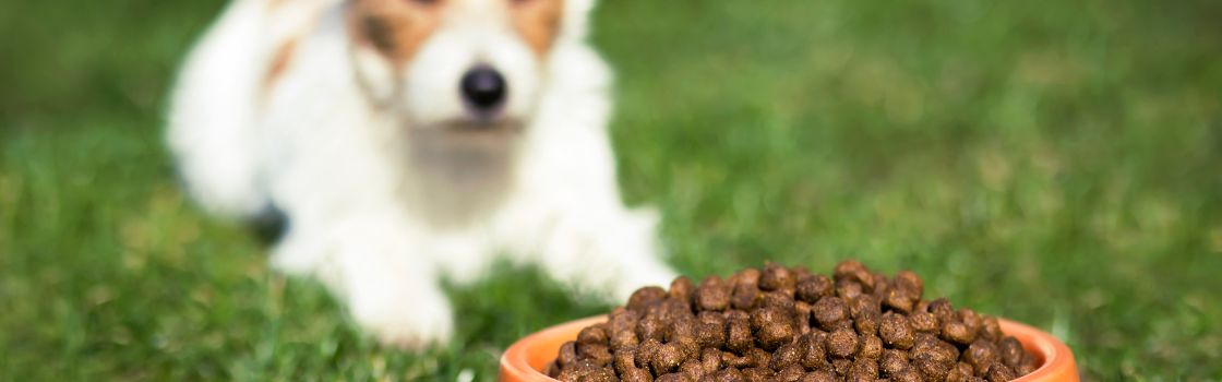 How Dry Pet Food is Made