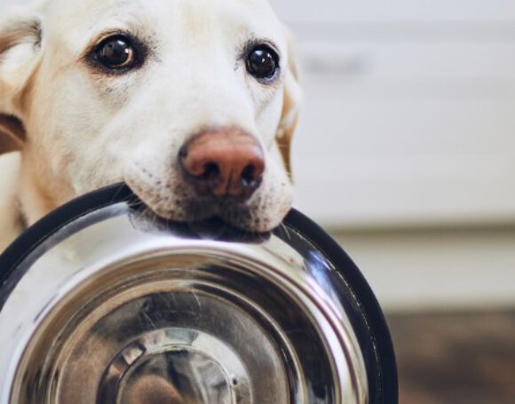 Why Pet Food Inflation Persists