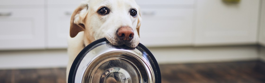 Why Pet Food Inflation Persists