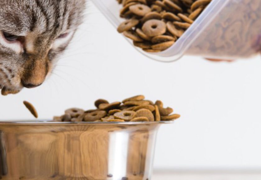What Is Raw Cat Food Made Of