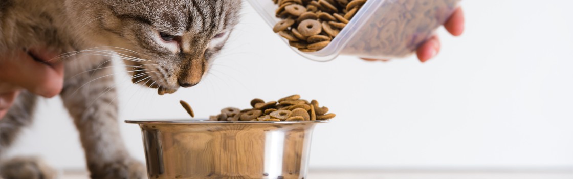 What Is Raw Cat Food Made Of