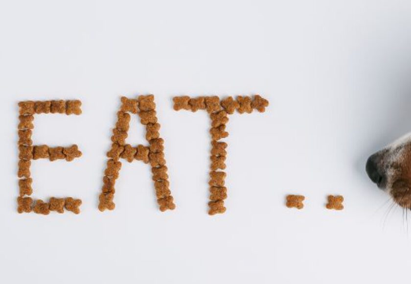 Carbohydrates in Animals Feed