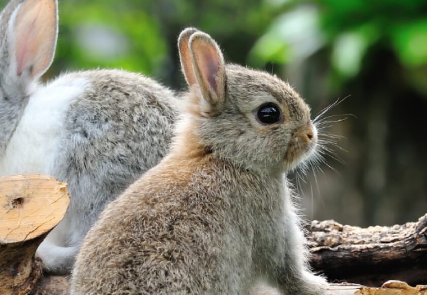 Was Fressen Kaninchen