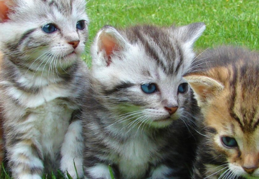 Katzen Deutschlands Beliebteste Haustiere