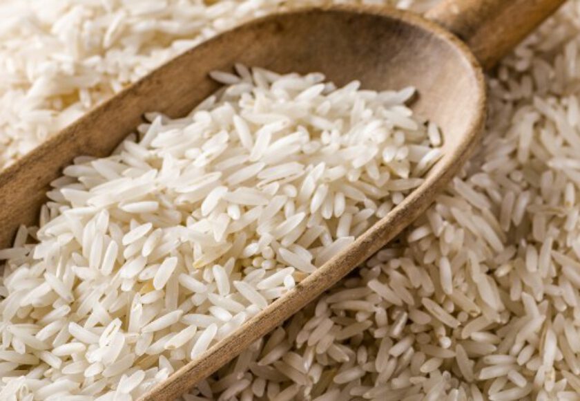 Rice Protein Raw Materials