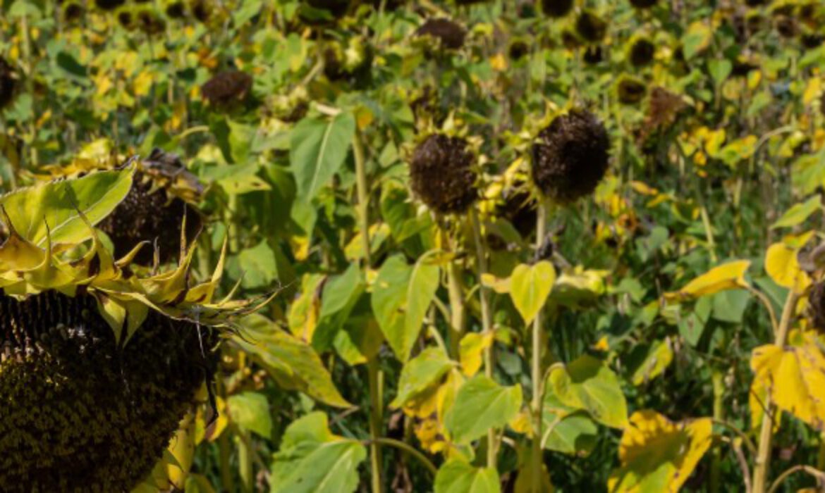Sunflower Protein Raw Materials