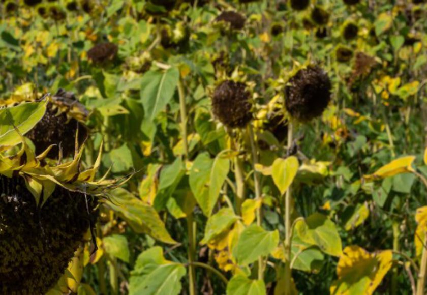 Sunflower Protein Raw Materials