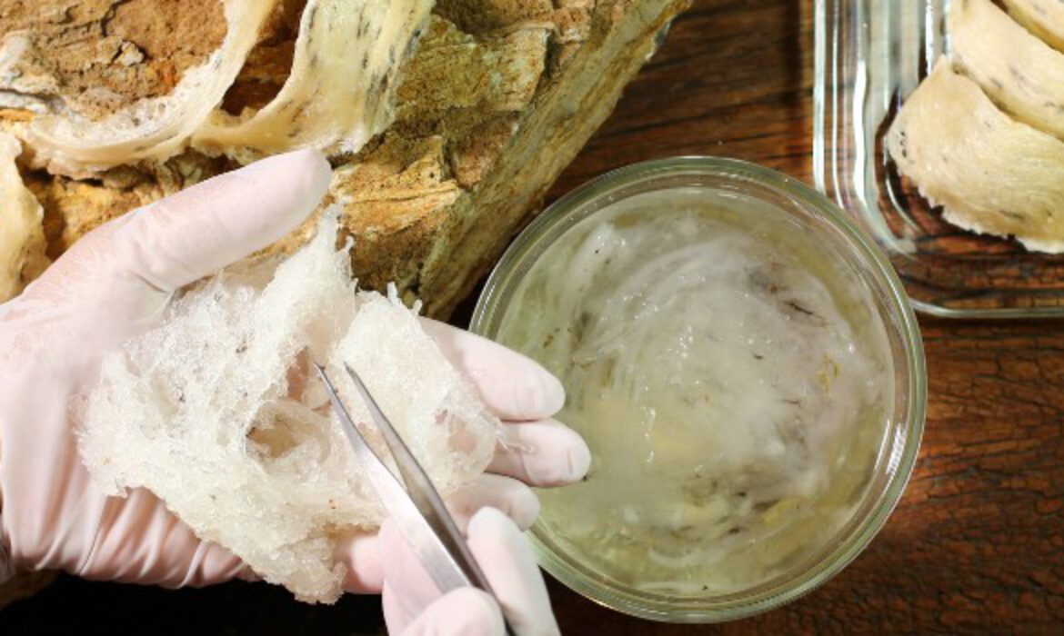 Animal Protein Raw Materials