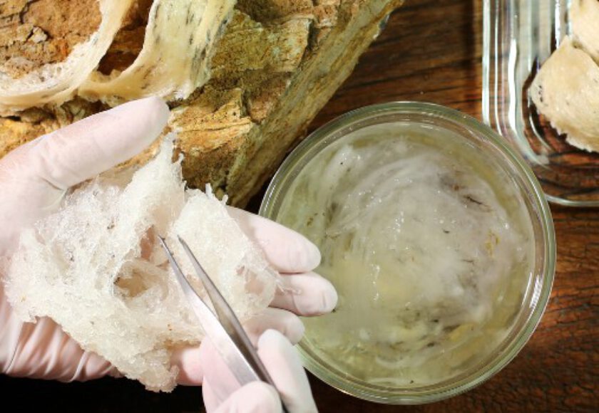 Animal Protein Raw Materials