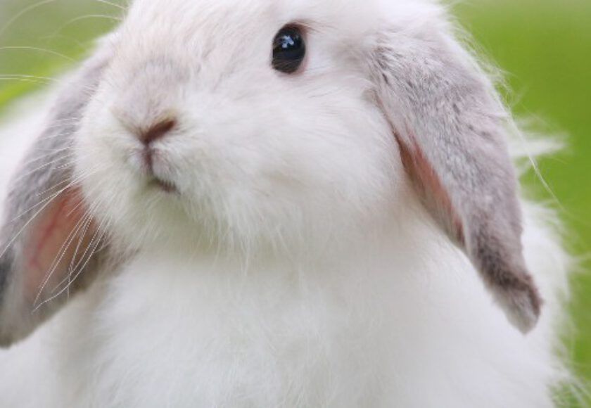 Rabbit Meal Raw Materials