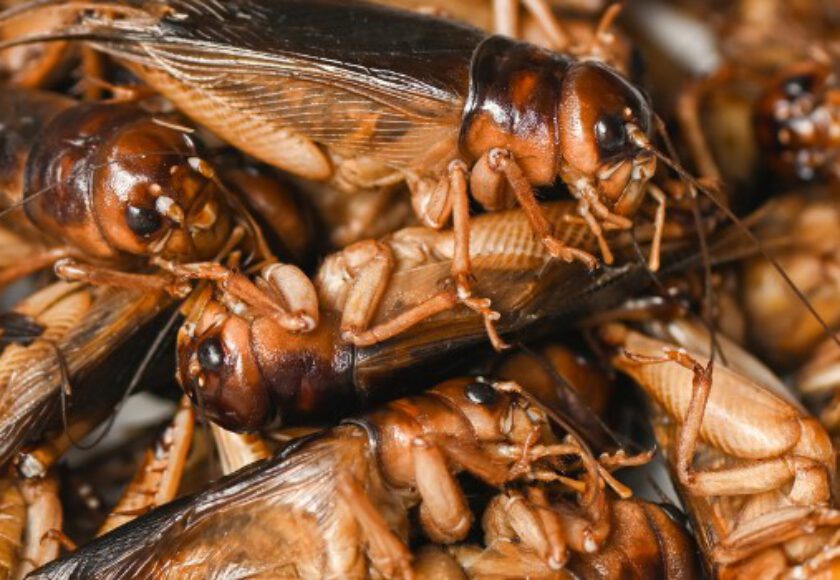 Insect Meal Raw Materials