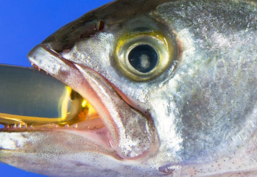 Fish Oil Raw Material