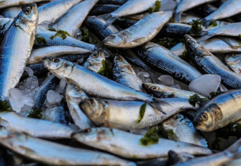 Fish Proteins Raw Material