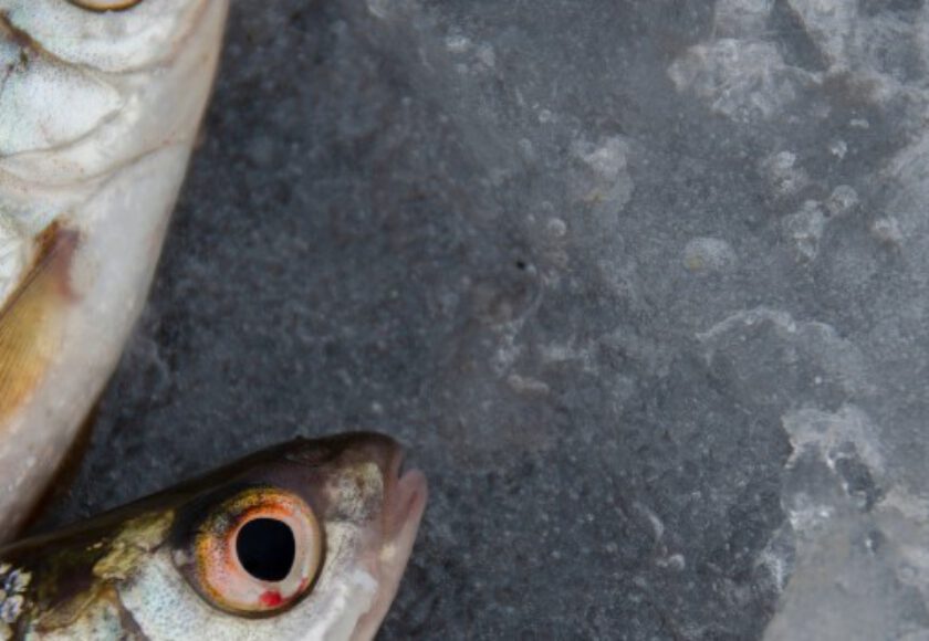 Fish Meal Raw Material