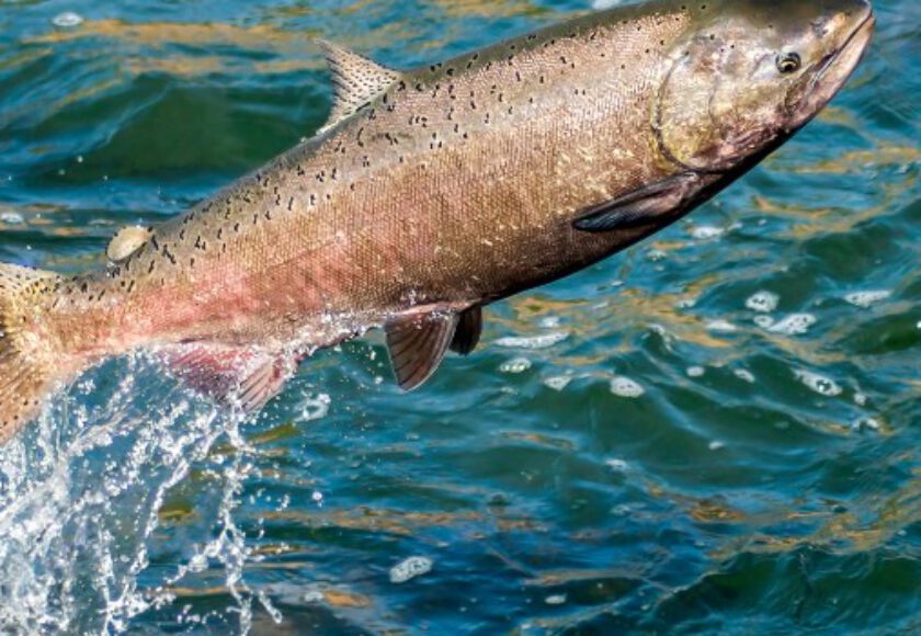 Salmon Meal Raw Material