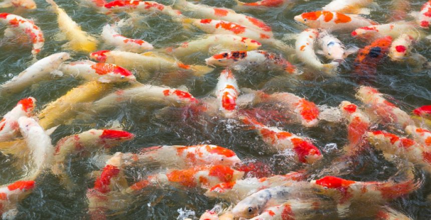 Krill hydrolysate in aquaculture feed