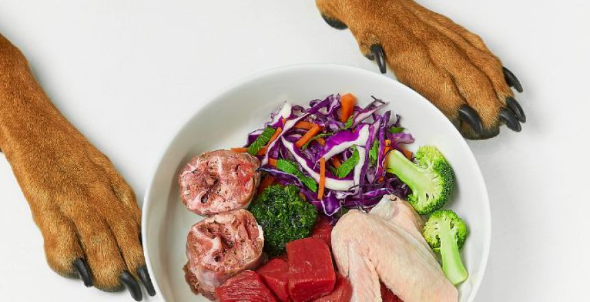 Alternative Protein Sources for Pet Food
