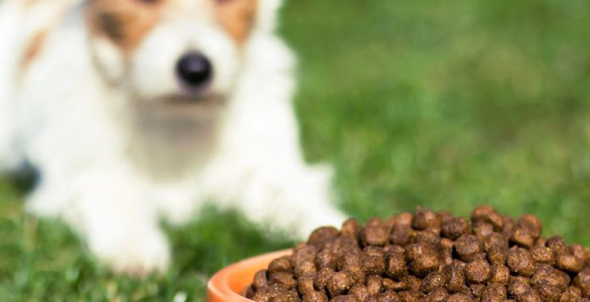 How Dry Pet Food is Made